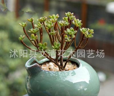 批量采購(gòu)仙人掌多肉 引進(jìn)日本品種，凈化辦公桌面的室內(nèi)盆栽新寵